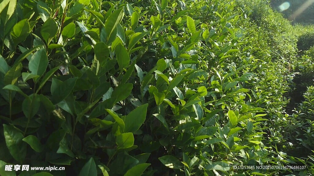 翠绿繁茂的茶树景观