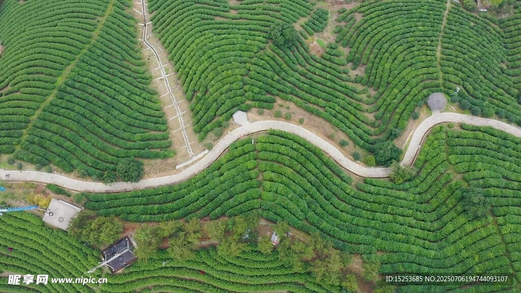 航拍蜿蜒于茶园的道路