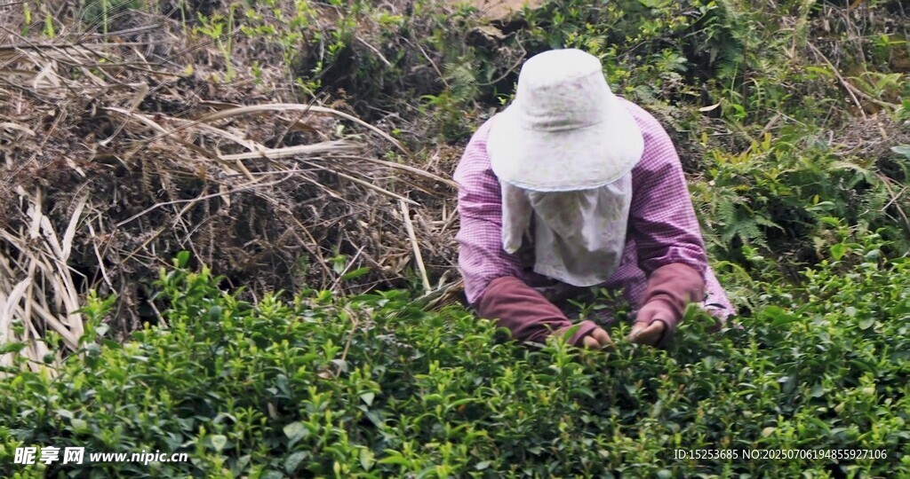 茶农田间专注采摘茶叶