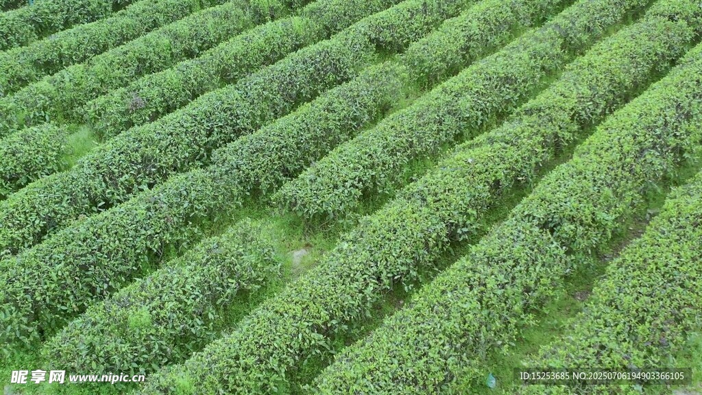 航拍整齐的绿色茶园