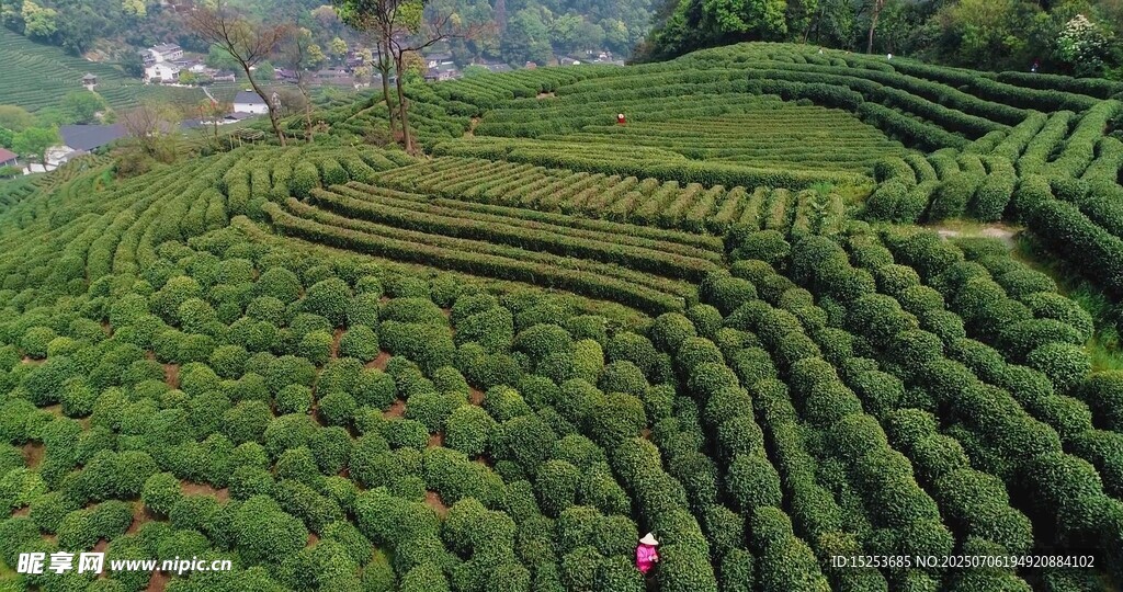 层层叠叠的翠绿茶园风光