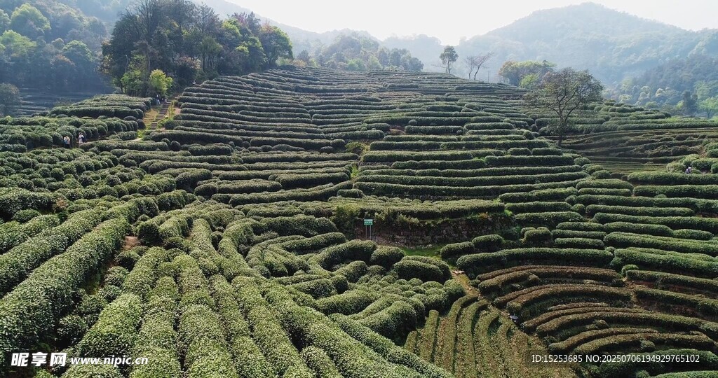 山间梯田茶园美景