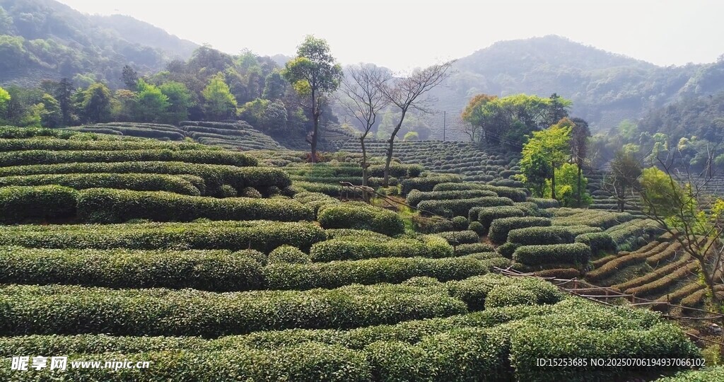 层层叠叠的美丽山间茶园
