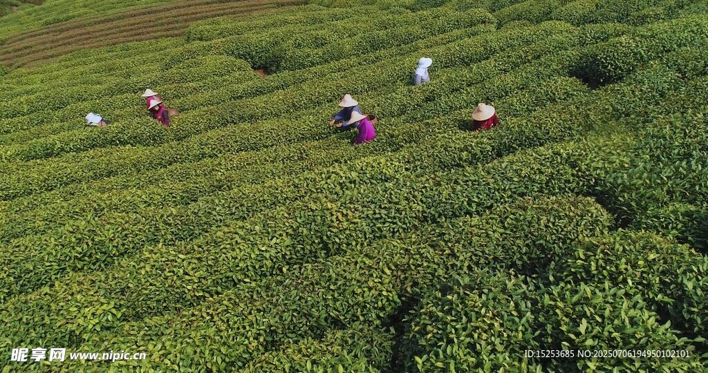茶园劳作景象
