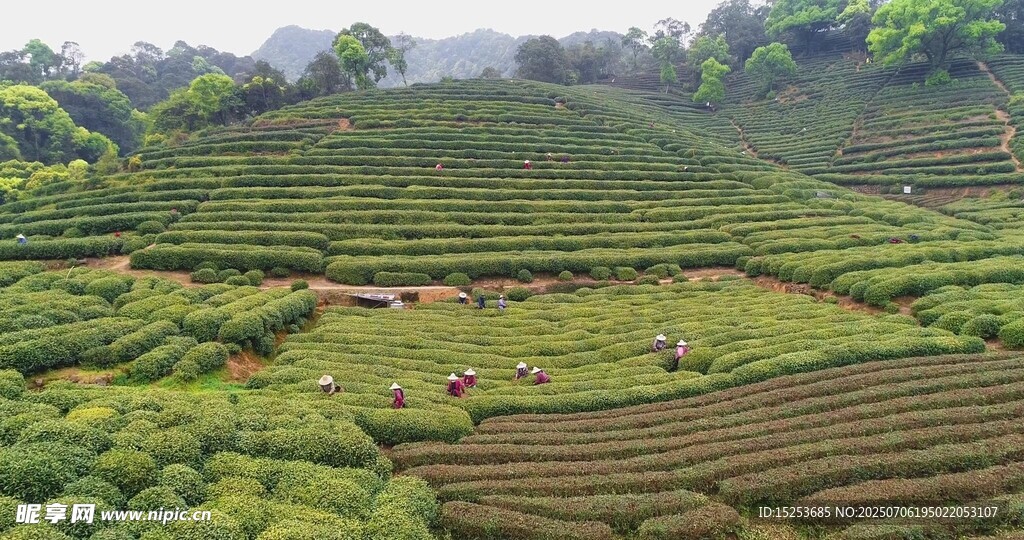 层层叠翠的美丽茶山风光