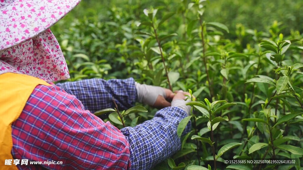 茶农采摘嫩绿茶叶
