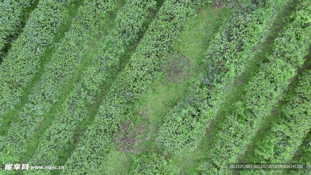 整齐排列的绿色植物田