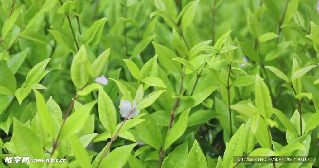 翠绿丛中一抹蓝小花