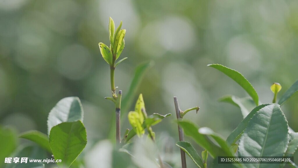 嫩绿植物特写