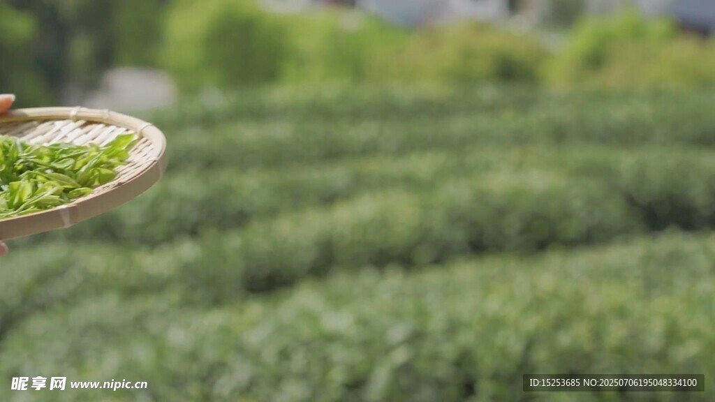 茶园风光竹盘盛嫩绿茶叶