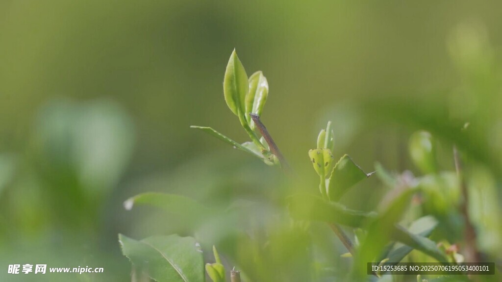 嫩绿新芽初绽