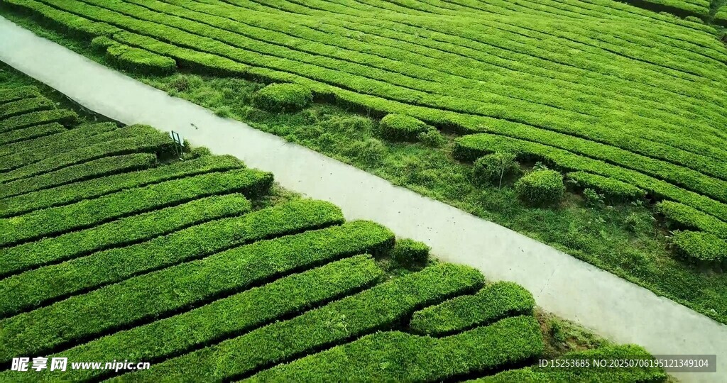 翠绿茶园中的蜿蜒小路
