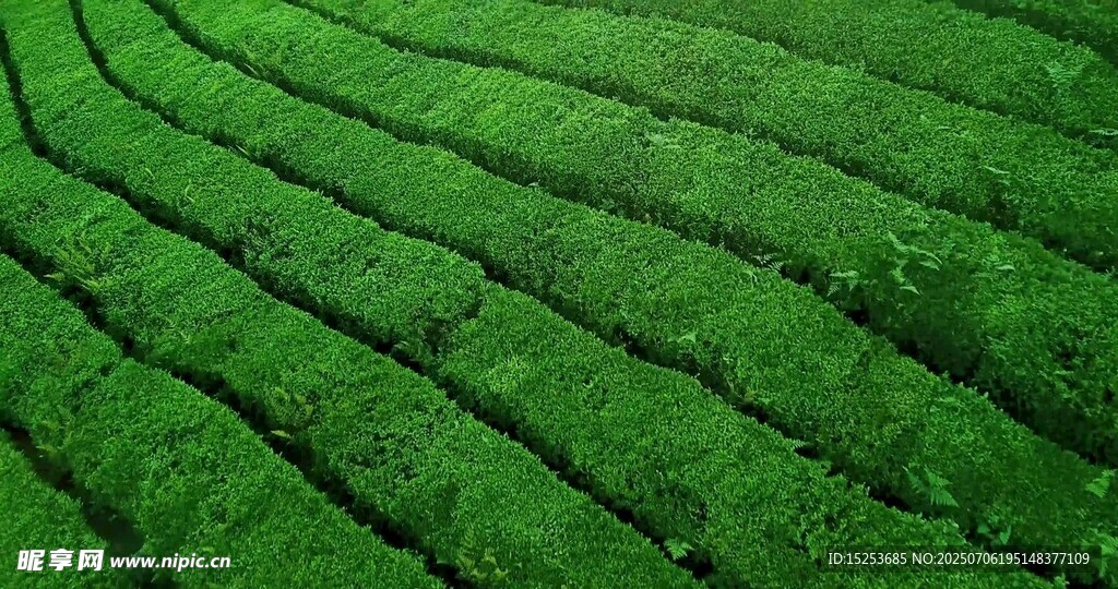 翠绿整齐的梯田式茶园
