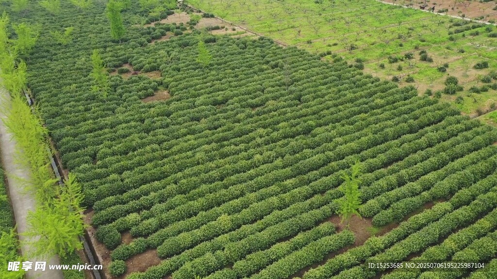 航拍整齐的绿色茶园景观