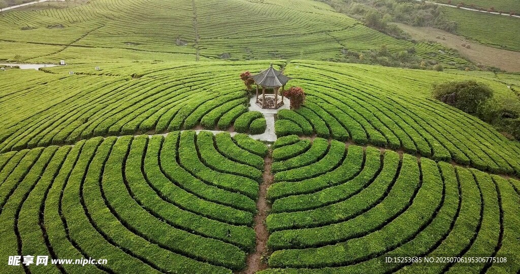 山间茶园美景