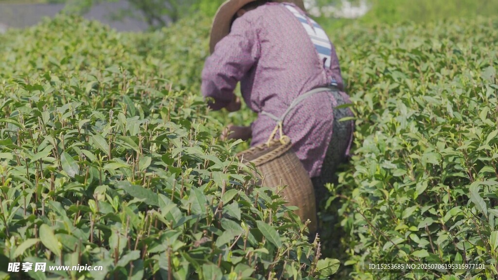 茶农田间辛勤采摘茶叶