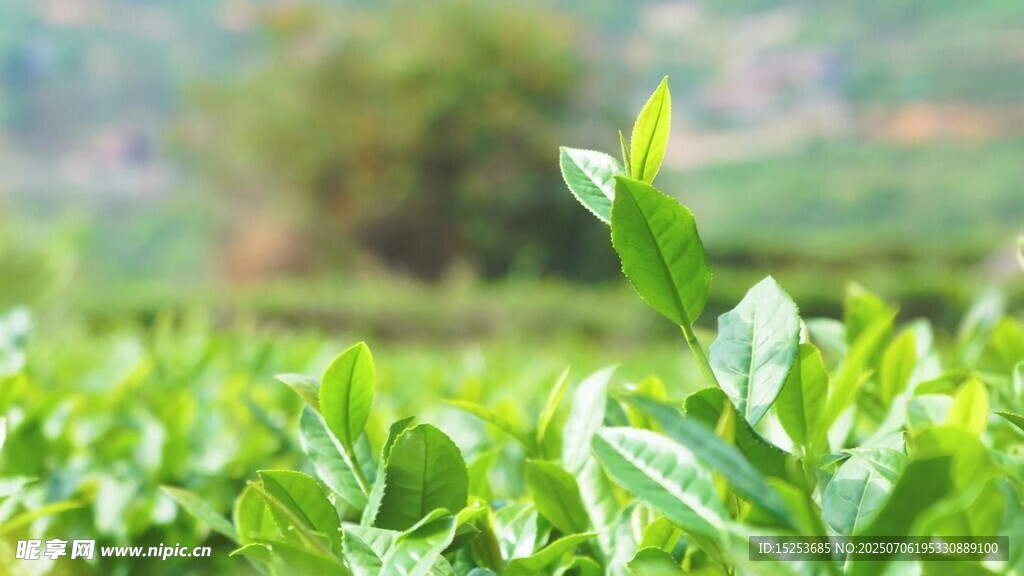嫩绿茶芽生机盎然