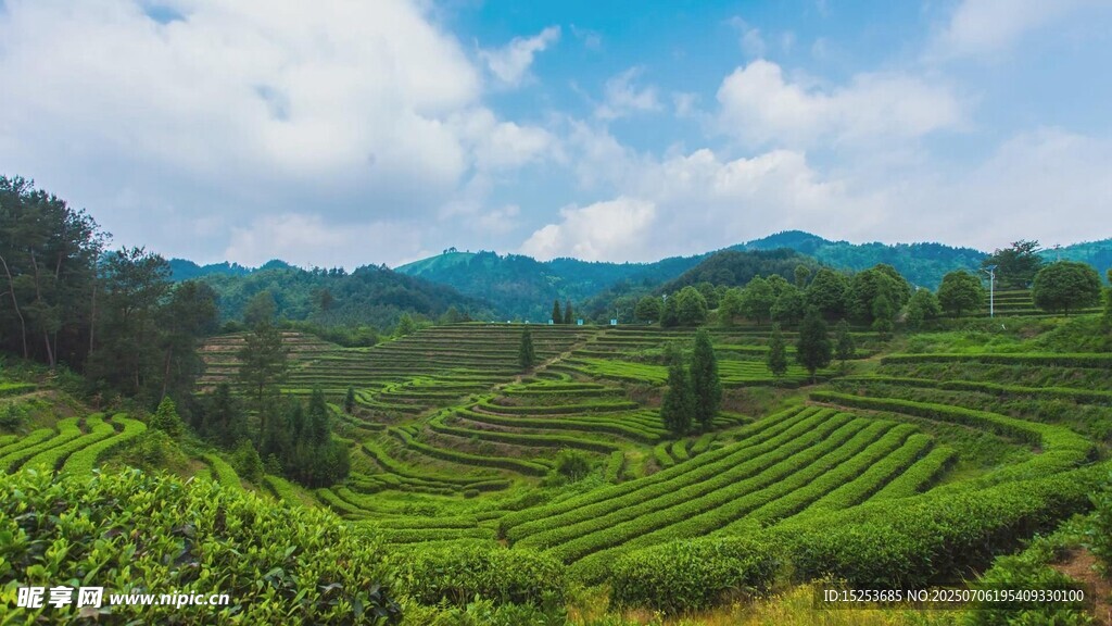 翠绿茶园山间美丽风光