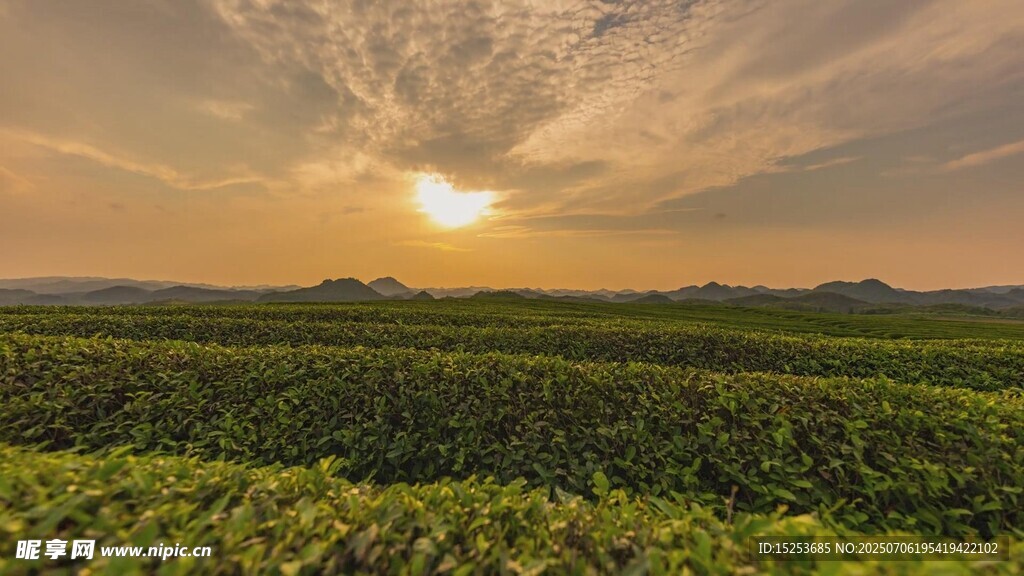 夕阳下的广袤绿色田野