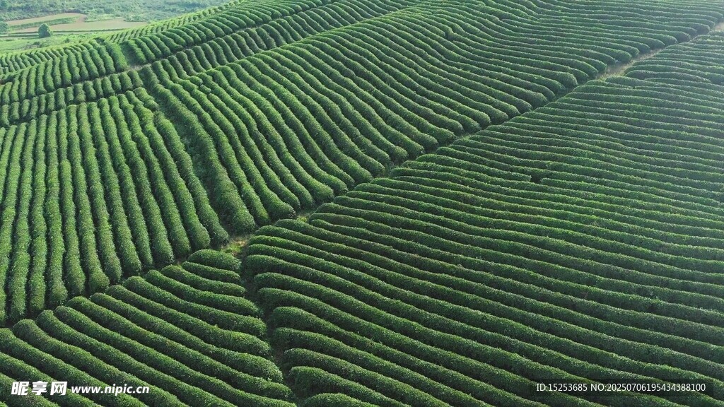 航拍整齐的绿色茶园景观