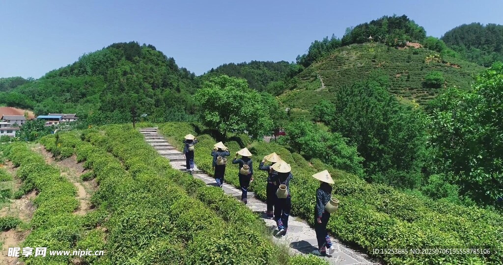 山间茶农采茶景象
