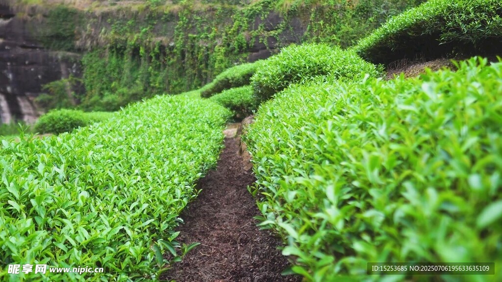 绿意盎然的田间蔬菜种植地