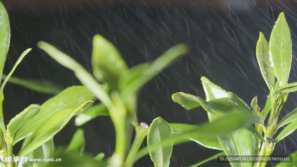 雨中嫩绿植物生机盎然