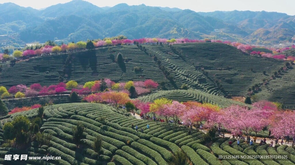 山间多彩梯田美景