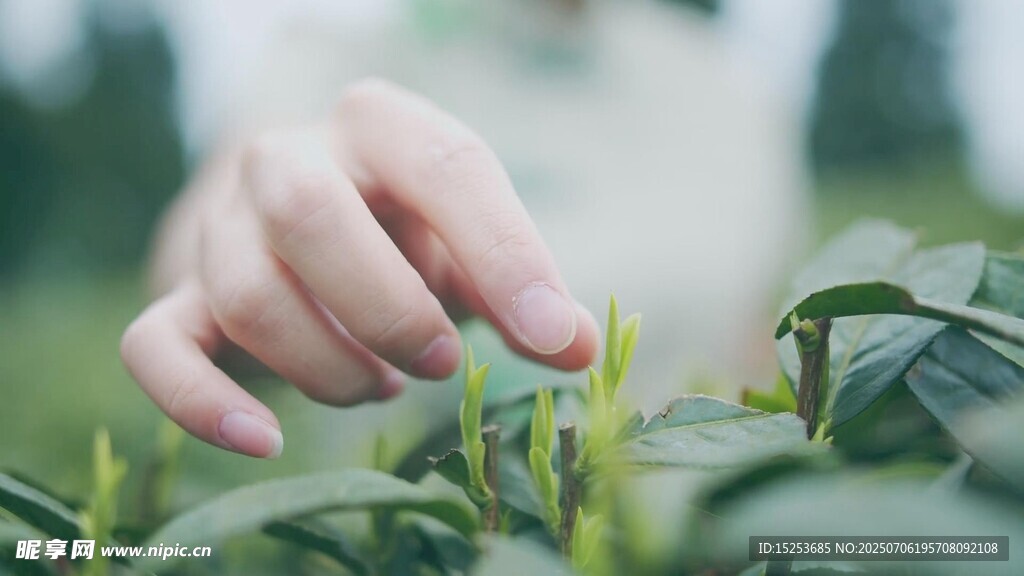 手触嫩绿新芽