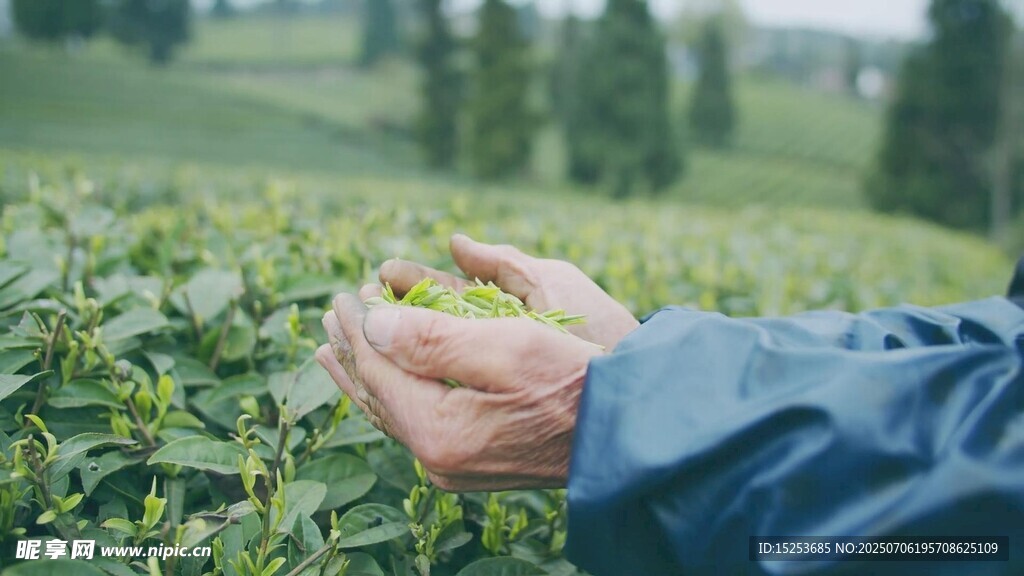 手捧嫩绿茶叶于茶园间