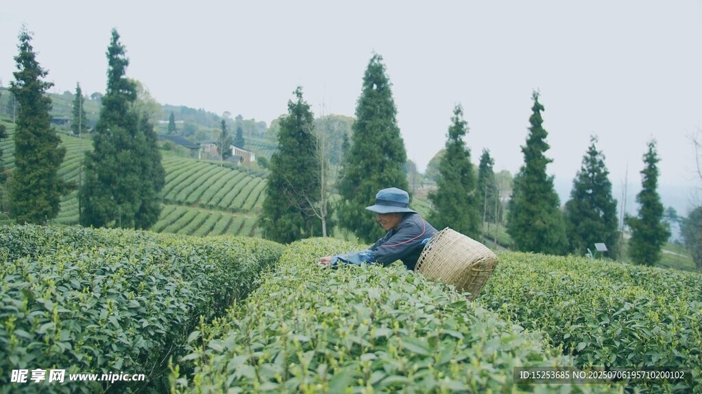 茶园中劳作的采茶人