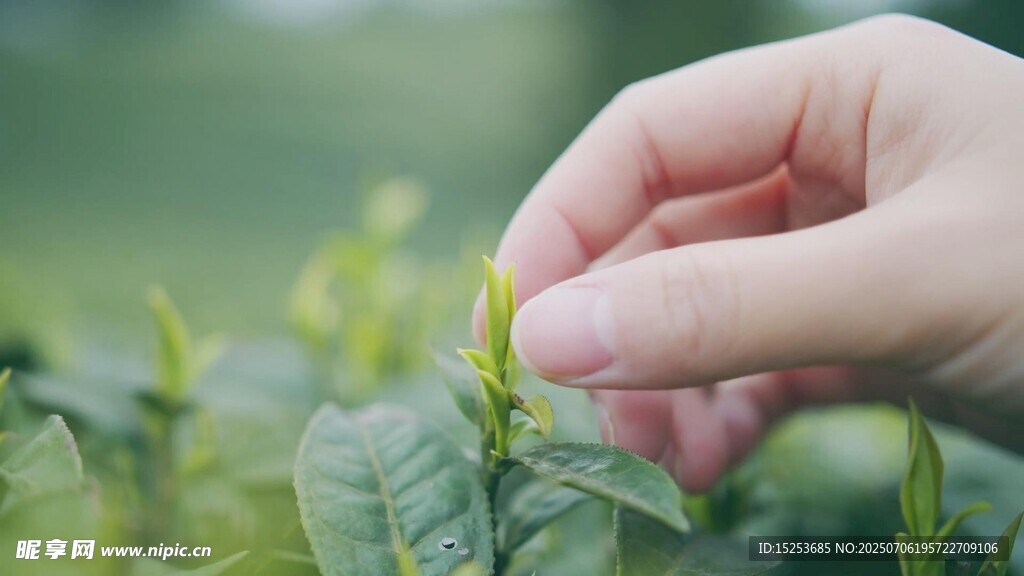 手触绿植感受自然生机