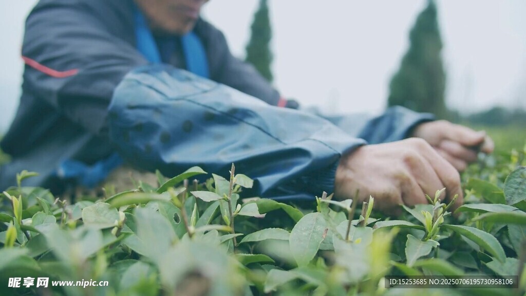 茶农采摘嫩绿茶叶