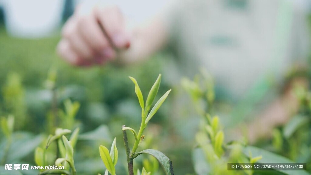 手触嫩绿植物