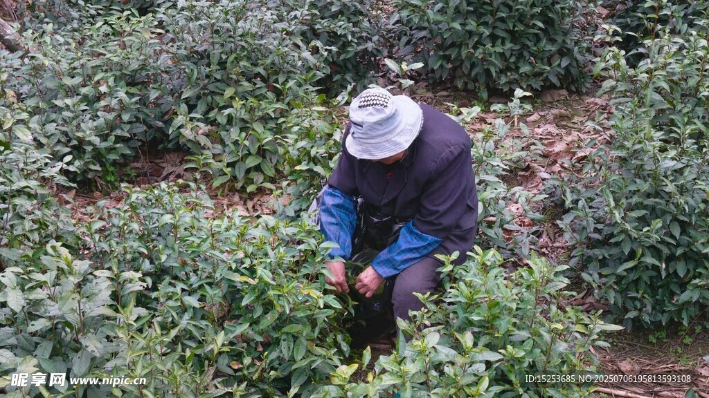 茶农田间专注采摘茶叶