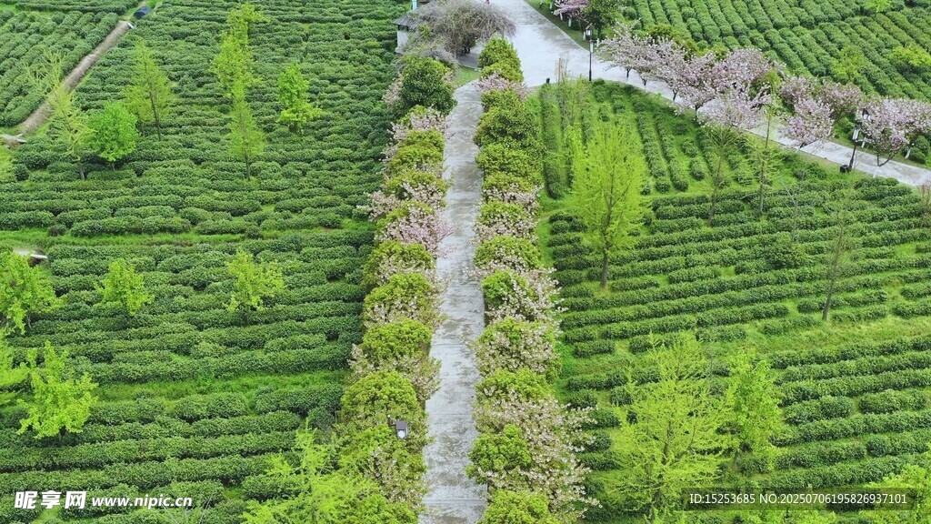 航拍整齐的绿色茶园景观