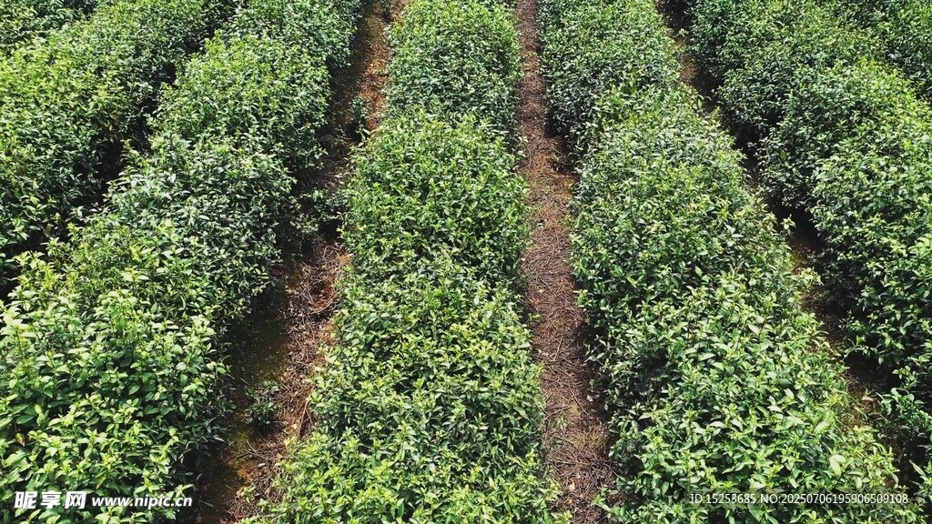 整齐排列的茶树种植园