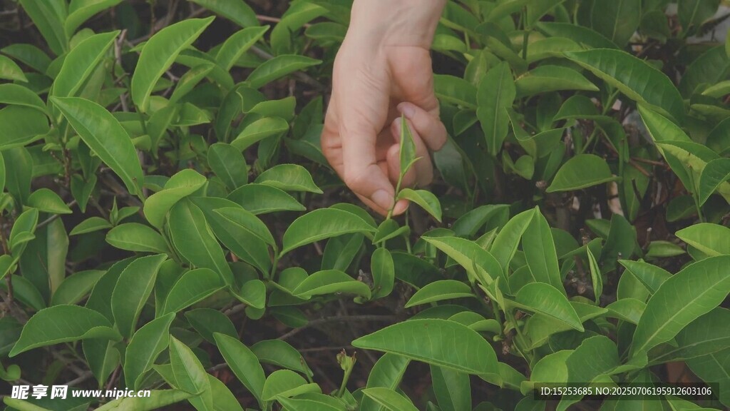 手触嫩绿植物