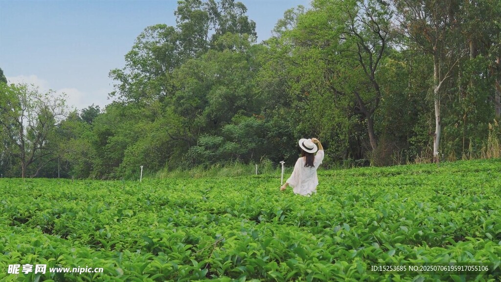 茶园中的优雅女子