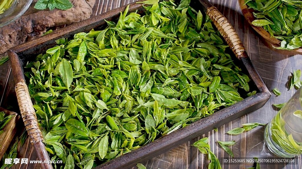 新鲜采摘的嫩绿茶叶