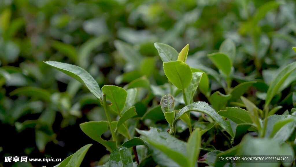 嫩绿茶树生机勃勃