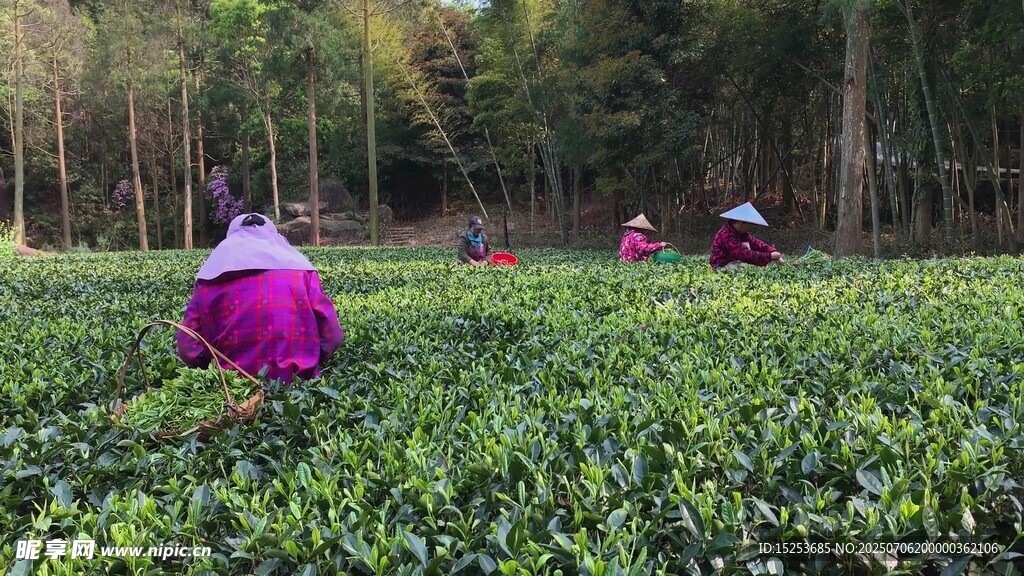 茶园中劳作的采茶人