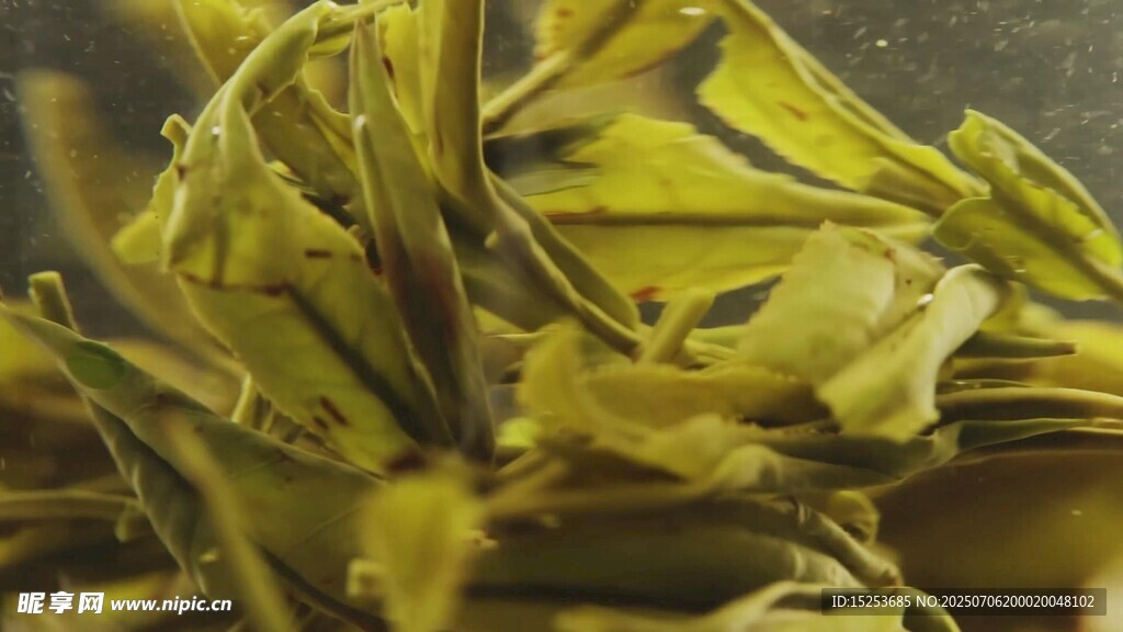 金黄褶皱叶片特写