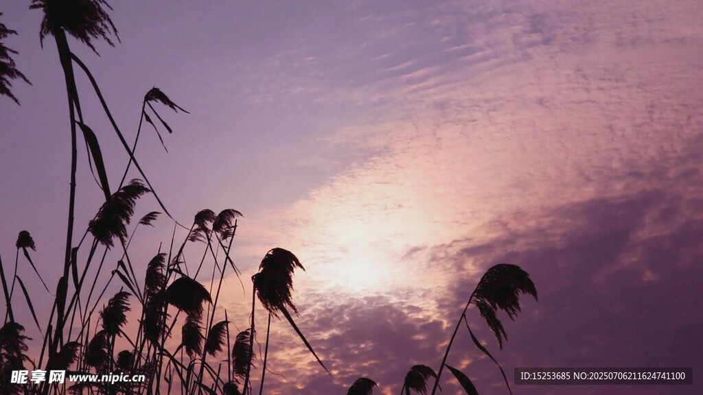 夕阳下的芦苇剪影
