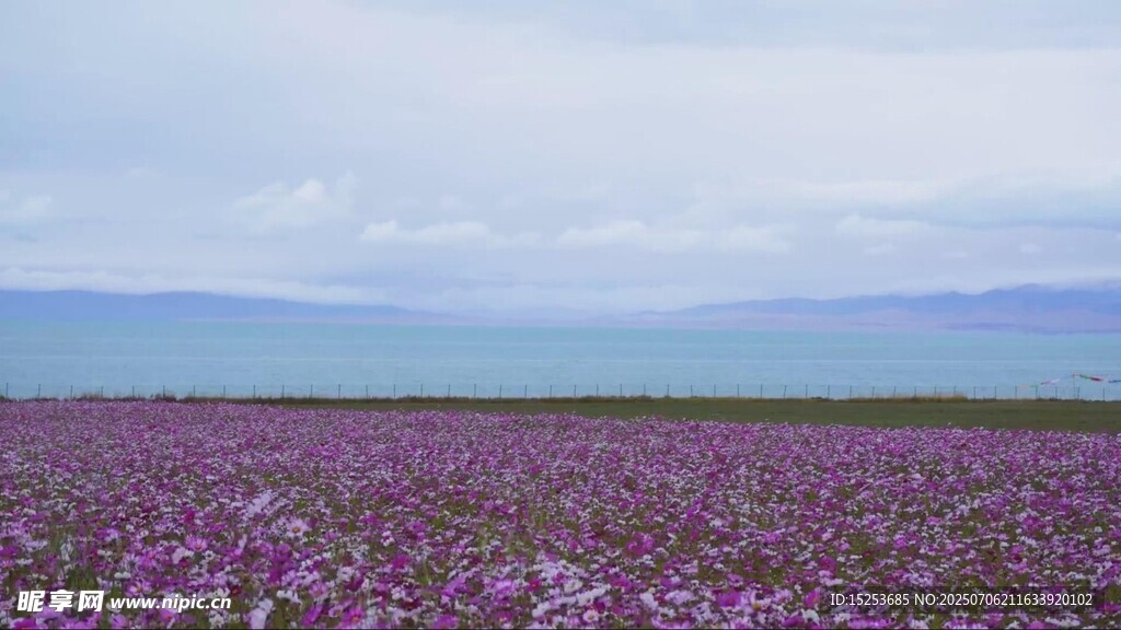 紫色花海美景