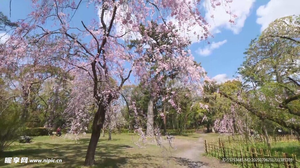 春日烂漫樱花林