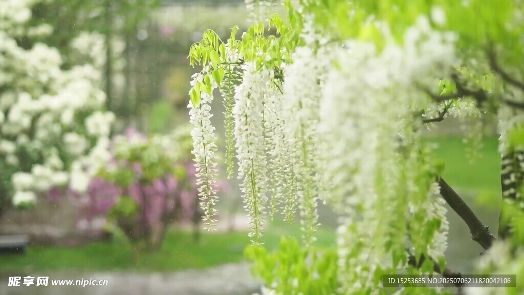垂丝如雪的烂漫紫藤花
