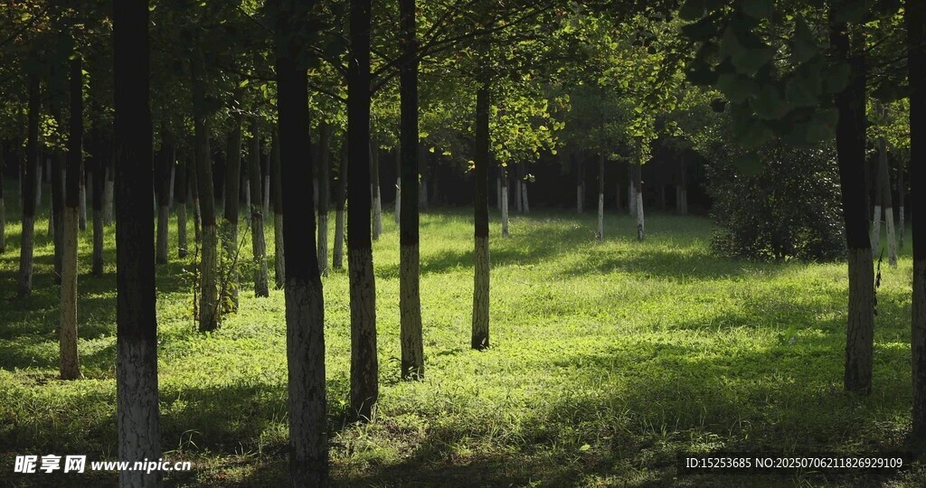 林间光影静谧森林美景