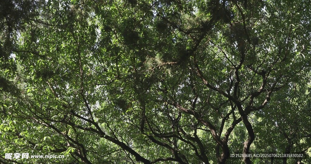茂密葱郁的树林景象