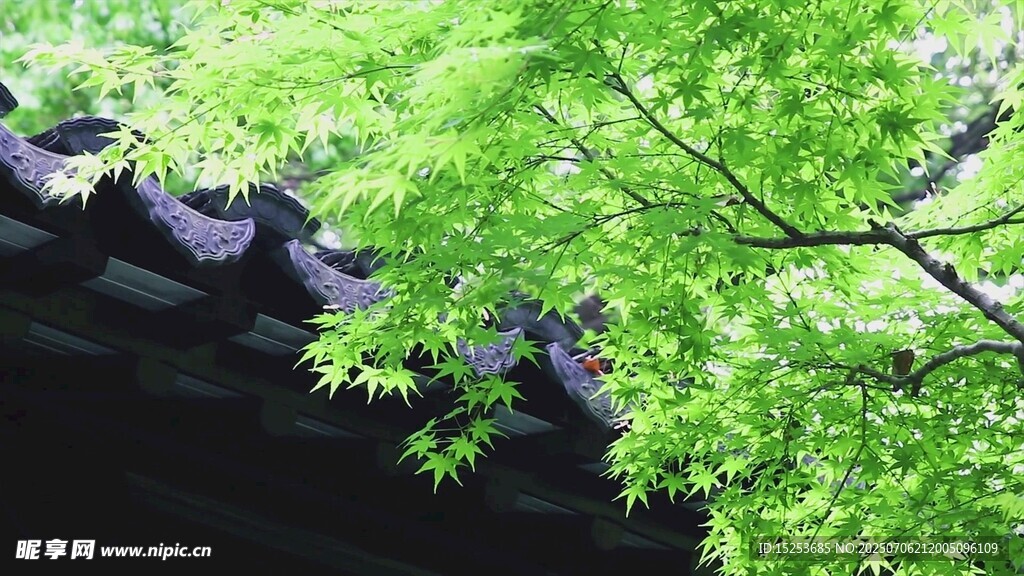 绿叶掩映下的中式屋檐